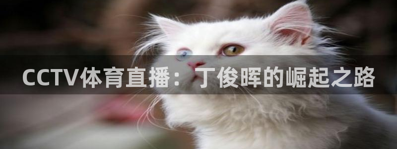 玩球直播观看