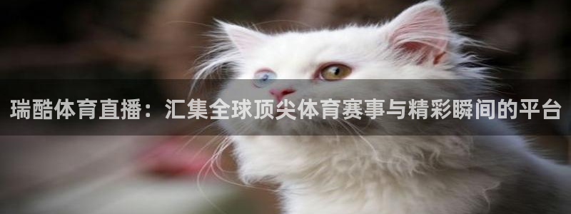 玩球直播最新版